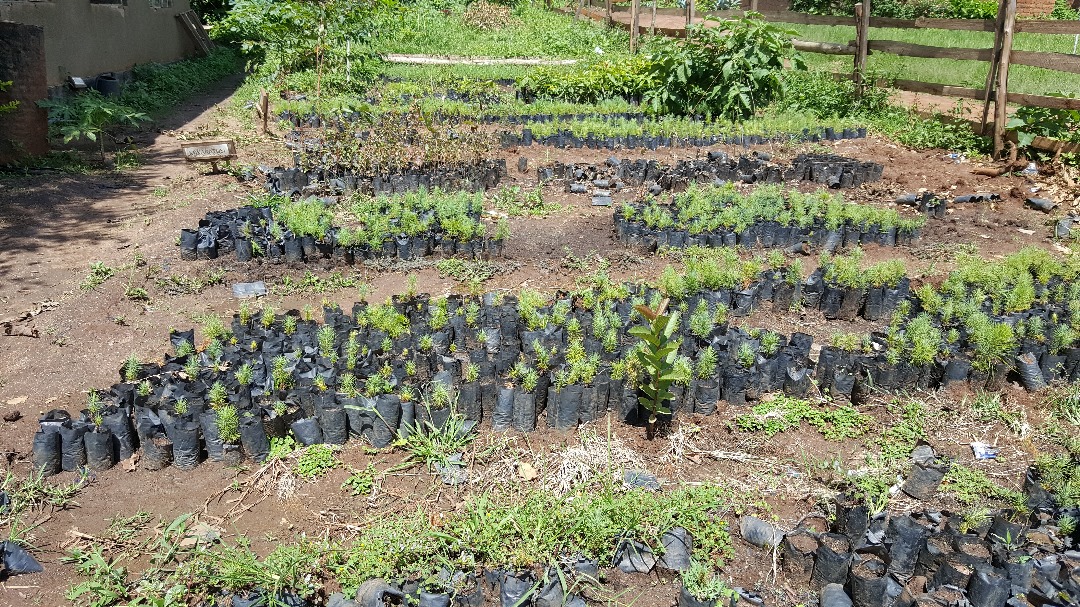 Urban Greening Initiative - Dodoma ya Kijani
